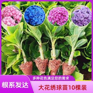 绣球大花苗基地直销耐寒 八仙花无尽夏云南直发 阳台庭院盆栽地栽