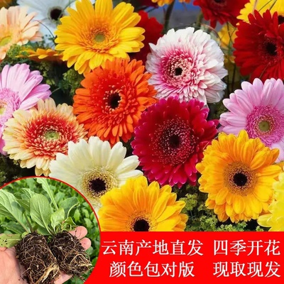 非洲菊花苗扶朗种苗四季开花阳台庭院绿植花卉小苗耐寒热云南直发