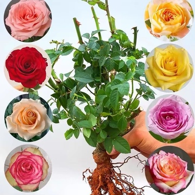 二十年正宗玫瑰花苗老桩特大花盆栽浓香型月季花四季庭院耐寒室内