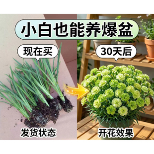 康乃馨高杆重瓣大花多年生阳台庭院四季开花苗绿植花卉云南基地发
