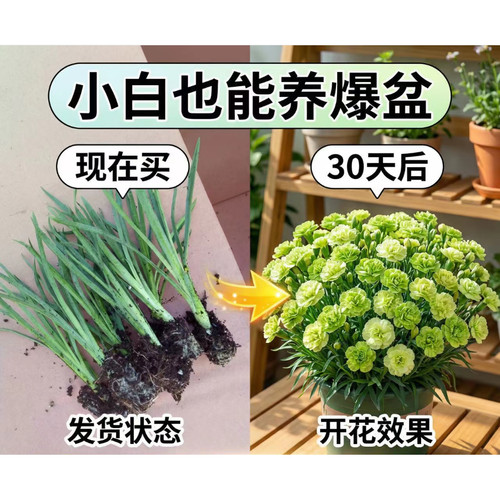 康乃馨高杆重瓣大花多年生阳台庭院四季开花苗绿植花卉云南基地发