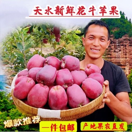 甘肃天水花牛苹果当季新鲜现摘水果10斤红蛇平果整箱包邮宝宝辅食