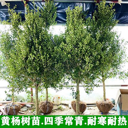 黄杨树苗独杆小叶瓜子黄杨苗盆栽庭院地栽造型盆景树桩素材绿化苗