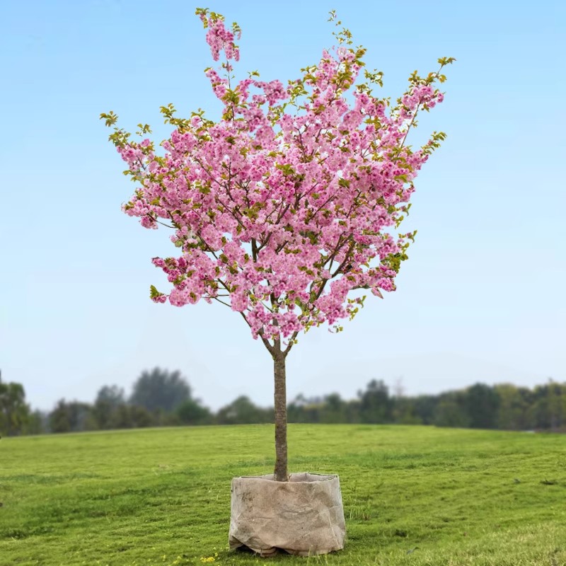 樱花树苗盆栽阳台庭院耐寒花卉图片