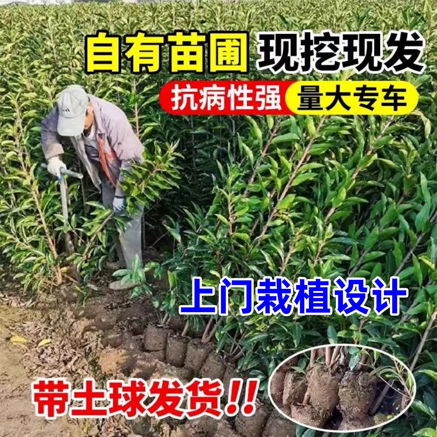 法国冬青树苗篱笆大叶黄庭院绿篱