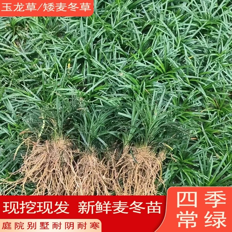 日本玉龙草苗耐寒耐旱细叶图片