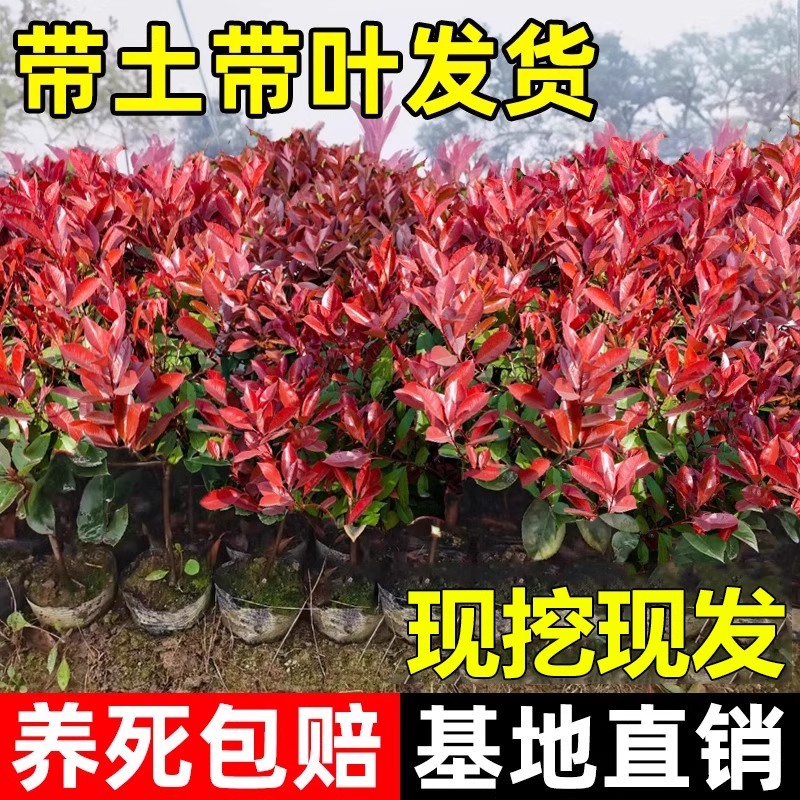 红叶石楠树苗四季好养活花卉绿植