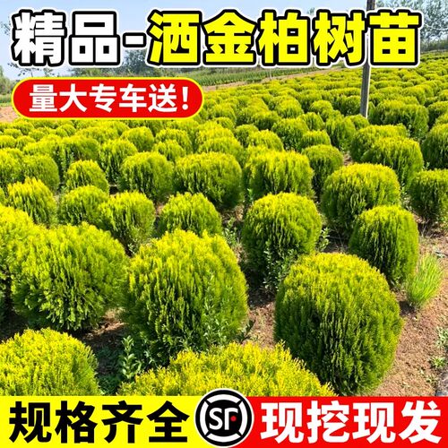 洒金柏黄金柏侧柏小苗常绿彩叶