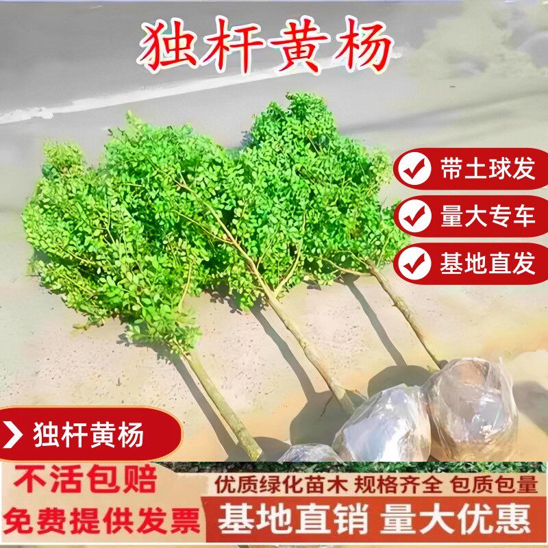 独杆黄杨树苗庭院地载造型