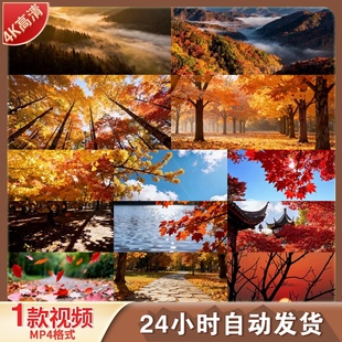 高清秋天落叶森林秋分立秋航拍金秋红叶枫叶秋景唯美空镜视频素材