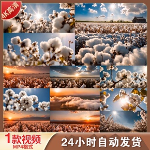 高清33组新疆棉花种植丰收唯美棉花采收采摘棉田农业经济视频素材