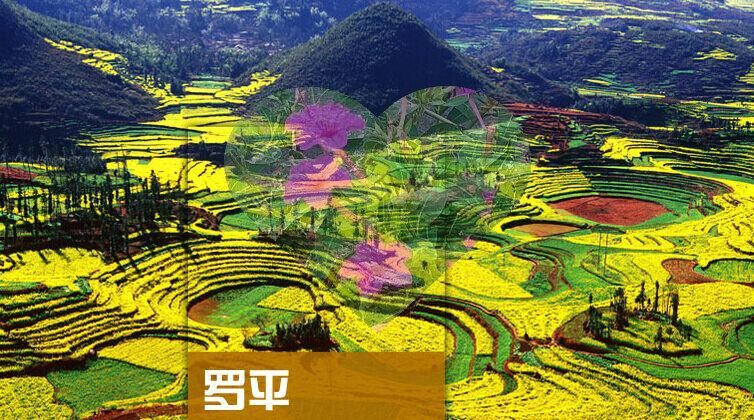 2024年云南罗平旅游攻略图(电子版)自由行交通景点美食旅行指南