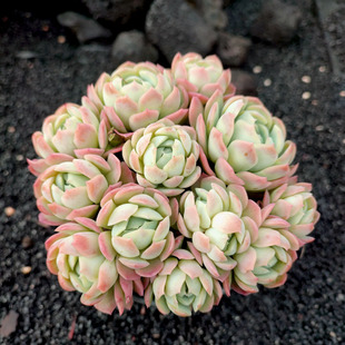 双子贝瑞 耐寒耐冻粉色系群生状态多肉植物整盆发货窗台楼顶绿植