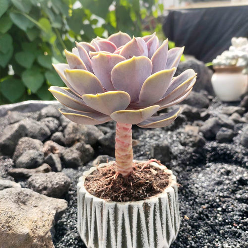 多肉植物紫镜销量排行榜 多肉植物紫镜品牌热度排名 小麦优选