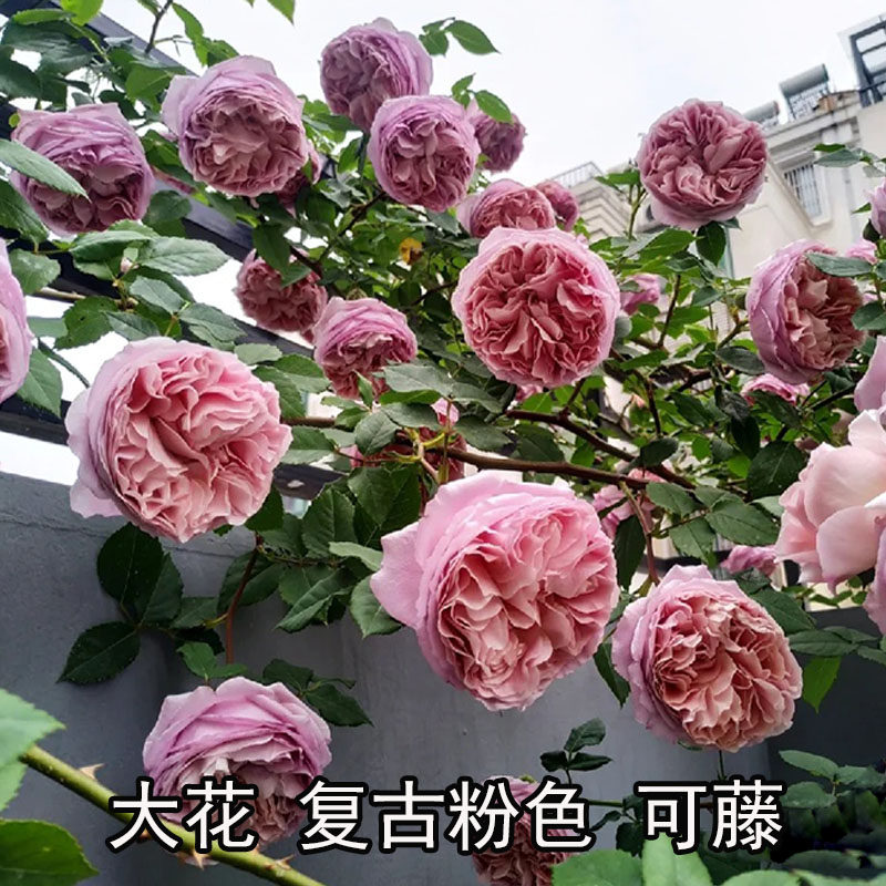 2011日系Robe francaise法国礼服广东地爬藤本四季复古粉浓香开花