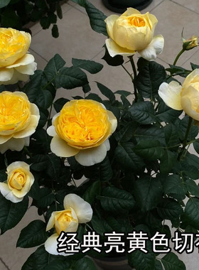 2006荷兰Jeanne d'Arc黄橙色月亮圣女贞德浓香大多丰花盆地栽季花