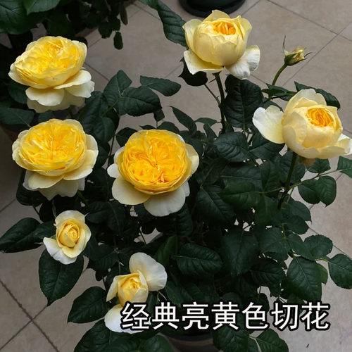 2006荷兰Jeanne d'Arc黄橙色月亮浓香大多丰花盆地栽季花