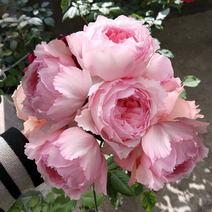 2011日系みさきMisak美咲小仙少女粉阳台月四季 开勤多花盆栽