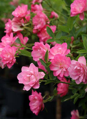 日系品种Day Dutch stars天荷繁星荷莲勤花丰多四季开花月季花型