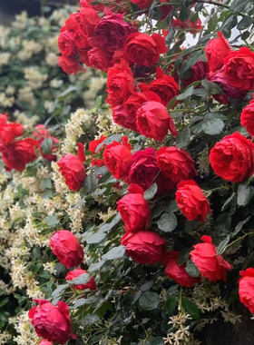 2002年德国Florentina佛罗伦萨蒂娜红色爬藤本香耐寒热院子种多花