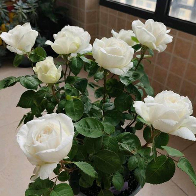 依伊芙婚礼之路酒窖许愿之心愿南北方四多季开浓香大花