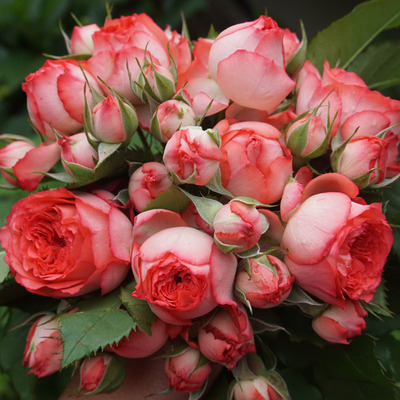 多花月季阳台院子楼顶窗台四多季