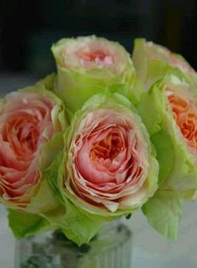 荷兰品种Gravity吸引力耐晒开杏粉淡绿色切花月季Netherlandsrose