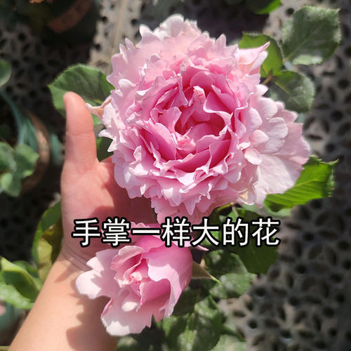 芍药花型大花浓香四多季院子阳台