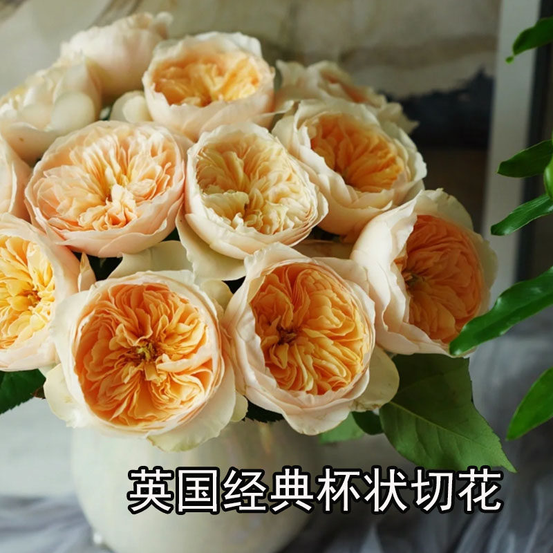 1999年英国austin奥斯汀juliet朱丽叶切花淡水果香阳台四季开花