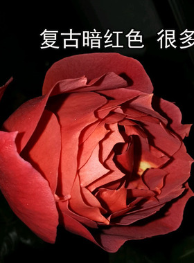 1986新西兰HotChocolate火热巧克力复古暗红色多花香花室内花盆栽