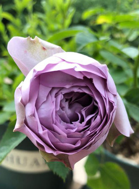 2014德国新品Blue Pompon蓝色绒球包子花型阳台盆栽妖姬玫瑰花卉