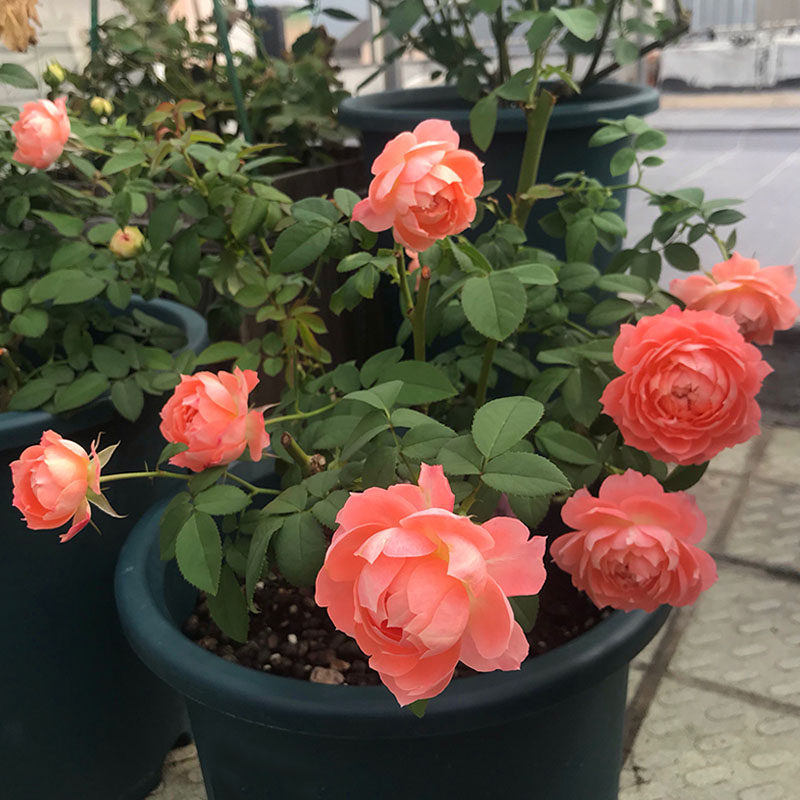 2010荷兰nova king terrazza鲑红色诺娃阳台耐热寒冷四季多花群开