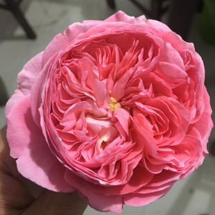 法式 布盒夏日花火躲躲藏藏我爱你日玛丽纽曼姐妹光明知更鸟大花