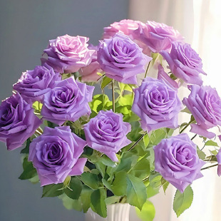 阳光古董肯特公主冷美人达芙妮熏子玫瑰京凯瑟琳青金石葡萄园之歌