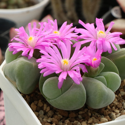 无比玉群生母本一物一拍藻铃玉属番杏科多肉植物石头花 虎窝淘