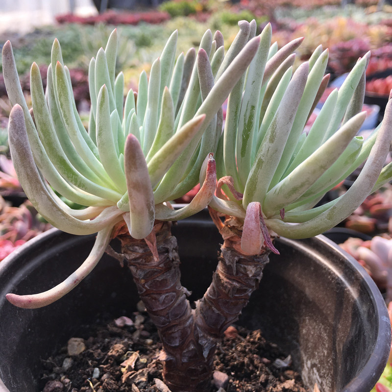 Succulent plants Du Li Si fairy fairy Parthenolide Mini Succulent Potted plant Aidu Lizin the Flower delivery/Flowers simulation/Plants gardening , Flowers/Potted plants (New) , Succulents  category - from Buy2taobao.com to provide professional Taobao agent buy service