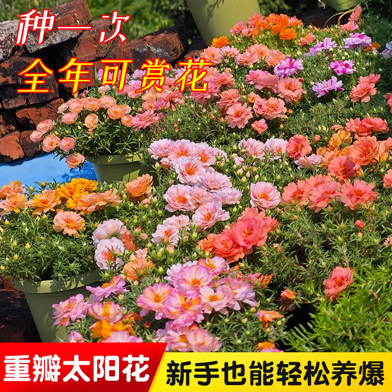 重瓣太阳花盆栽苗大花带根带花苞四季开花植物室内室外好养花卉