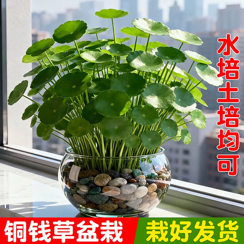 铜钱草水培植物鱼缸大叶水栽水养绿植金钱草小水草客厅室内外花卉