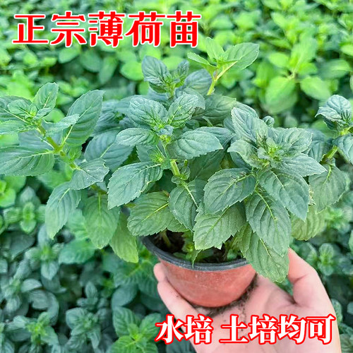 中华土薄荷苗盆栽驱蚊新鲜真正清凉野薄荷叶可食用四季水培正宗