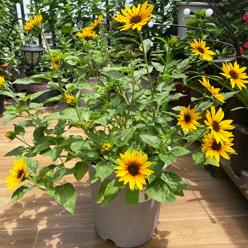 盆栽光辉岁月向日葵苗带花苞四季开花多年生阳台绿植花卉好养易活