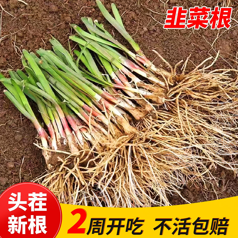 韭菜根苗现挖四季紫红根宽叶农家本土韭菜根阳台盆栽种菜籽蔬菜苗