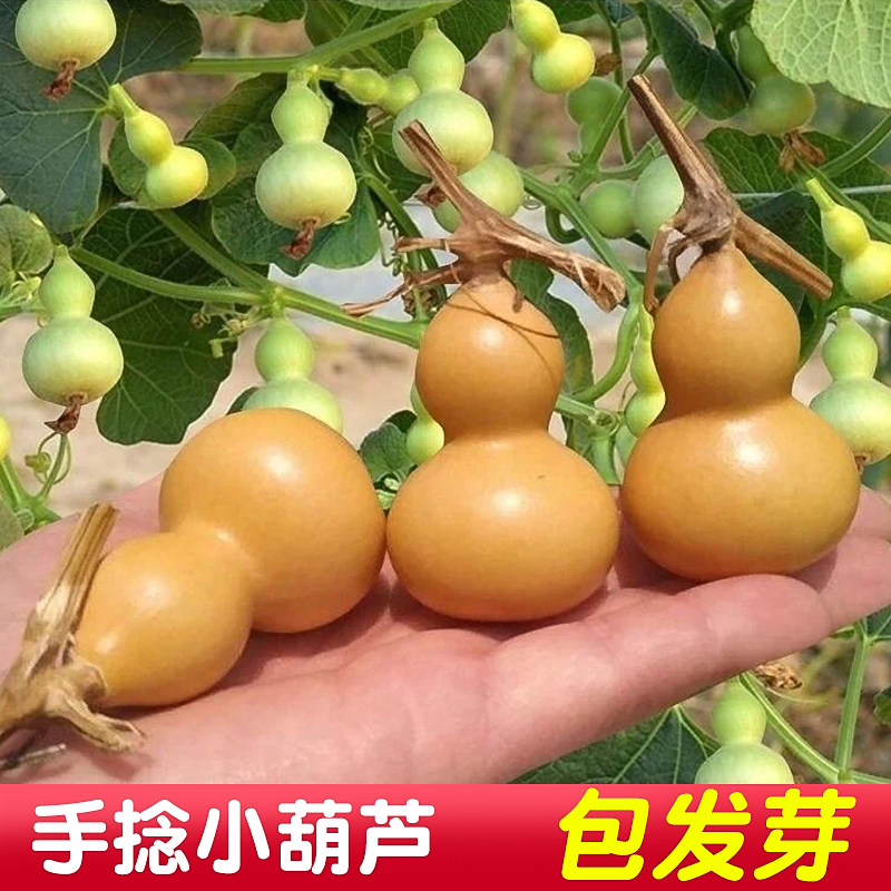 手捻小葫芦籽种子文玩葫芦盆栽种籽室内阳台庭院爬藤植物四季观赏