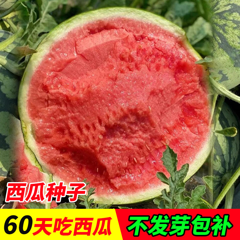 8424麒麟西瓜种籽四季甜王美都小西瓜黑皮无籽早熟懒汉2k西瓜种子