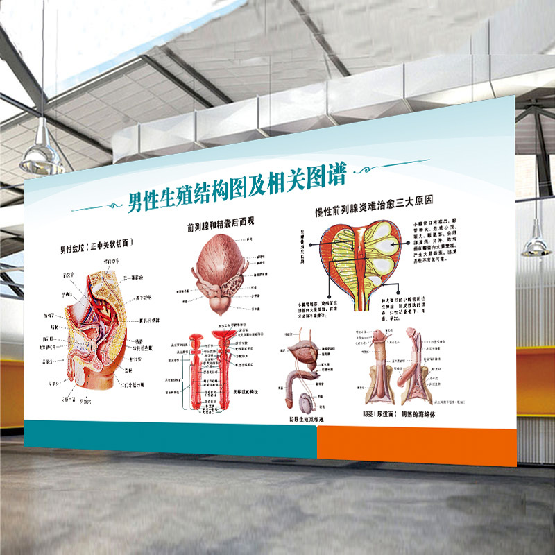 男性生殖系统挂图男性生殖器生殖器官海报图片医院科室男科墙贴