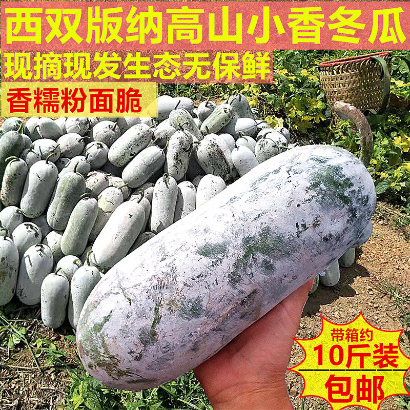 小冬瓜新鲜云南冰川翠玉西双版纳香冬瓜高山生态糯面蔬菜8斤包邮