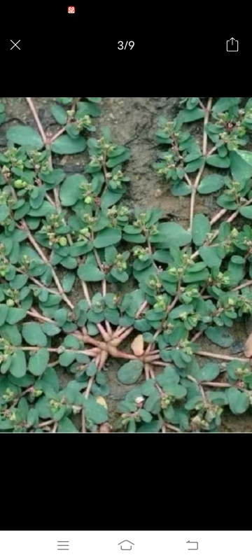 地锦草血见愁奶汁草铁红筋草莲子草血经基种子2000粒包邮