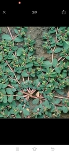 地锦草血见愁奶汁草铁红筋草莲子草血经基种子500粒包邮