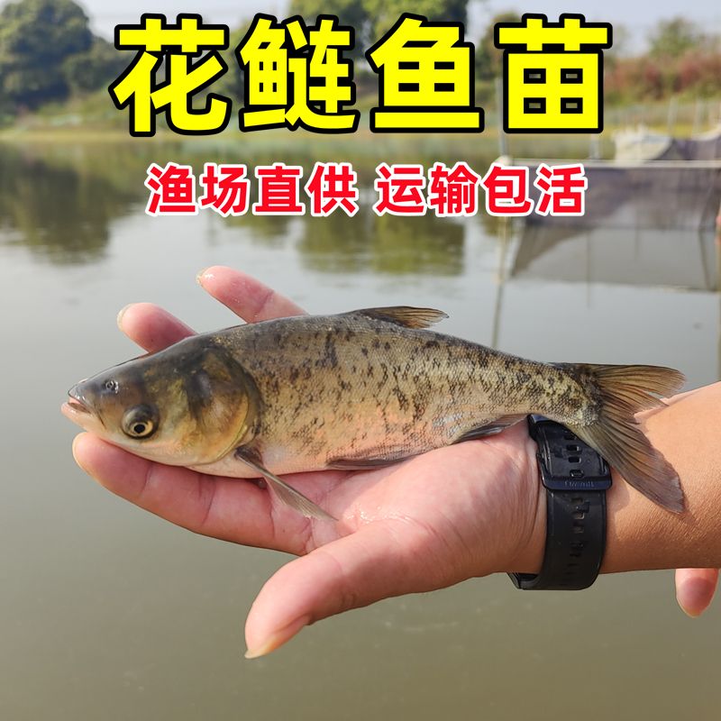 大头鱼苗淡水养殖食用鲢鳙鱼半斤胖头鱼白鲢雄鱼鳊鱼花鲢鱼苗