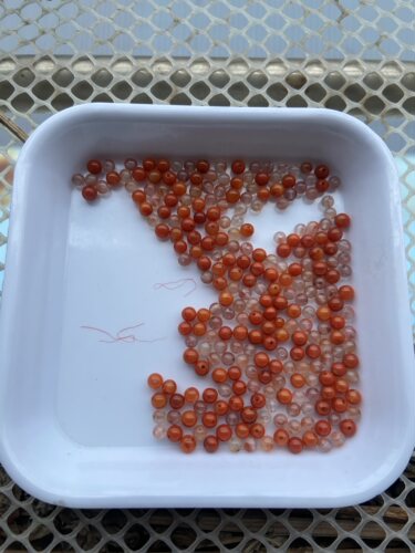 南红卡4mm小圆珠满色满肉冰飘，南红玛瑙多纹裂，慎重下单