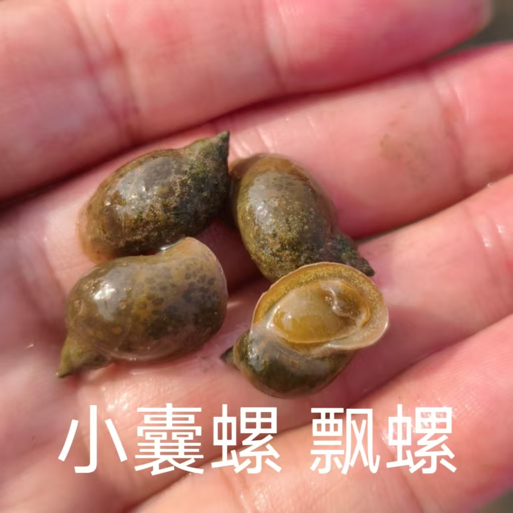 鱼缸除藻囊螺飘螺喂乌龟活体饲料